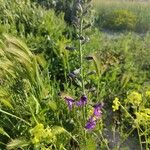 Delphinium fissum Blüte