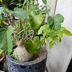 Pyrenacantha malvifolia Deilen