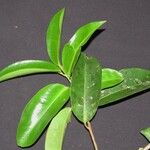 Ardisia compressa Other
