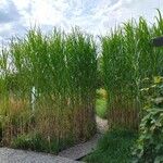 Miscanthus × longiberbis Листок