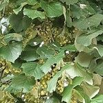 Tilia tomentosa Ліст