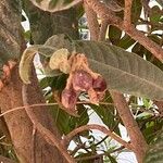 Ozoroa sphaerocarpa Meyve