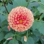 Dahlia pinnataBlüte