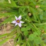 Sisyrinchium rosulatum പുഷ്പം