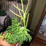 Peperomia dolabriformis Folha