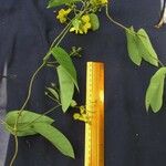 Stigmaphyllon ellipticum Otro