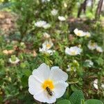 Cistus salviifoliusFleur