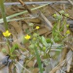 Ranunculus ophioglossifolius Mosusu