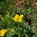 Oenothera parvifloraFlower