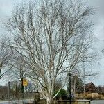 Betula utilis Vekstform