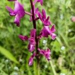 Anacamptis laxifloraCvet