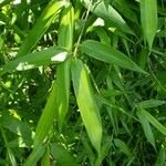 Phyllostachys aurea পাতা