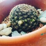 Mammillaria barbata Leht