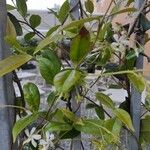 Trachelospermum jasminoides Blatt