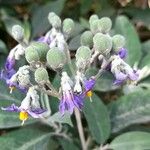 Solanum granuloso-leprosum Kvet