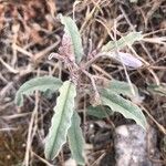 Solanum elaeagnifolium Fuelha