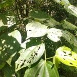 Piper reticulatum ഇല