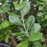 Olearia traversiorum Leaf
