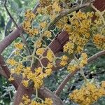 Urera caracasana Fruit