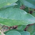 Cyrtomium macrophyllum Leaf