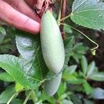 Passiflora tripartita Fruit