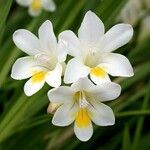 Freesia leichtlinii Λουλούδι