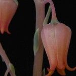 Echeveria lilacina Квітка