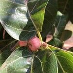 Ficus ingens Фрукт