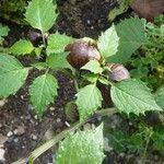 Physalis ixocarpa Other