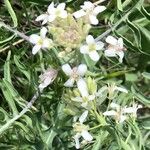 Nasturtium microphyllum Floro