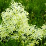 Thalictrum lucidum Кветка