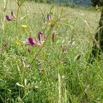 Vicia peregrina Blomst