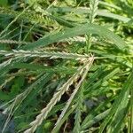 Eleusine indica Flor