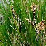 Carex nigra Blomma