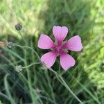 Althaea cannabinaFlower