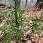 Lycopodium dendroideum叶