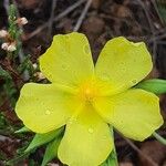 Tuberaria lignosa Virág