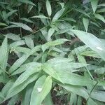 Lasiacis ruscifolia Hoja