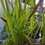 Imperata cylindricaDeilen