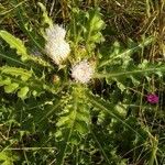 Cirsium foliosum Flower