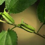 Corchorus aestuans Leaf