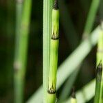 Equisetum × trachyodon Bark