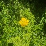 Achillea filipendulinaBlodyn