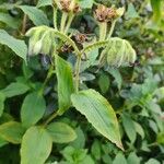Tinantia erecta Blatt