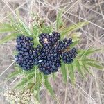 Sambucus ebulusFruit