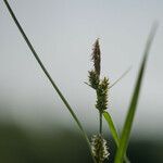 Carex demissa Blüte