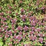 Thymus serpyllum Fleur