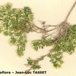 Galium pseudohelveticum 形態
