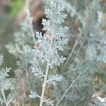 Descurainia millefolia Leaf