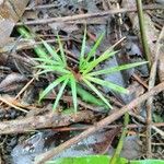 Acanthophoenix rubra Leaf